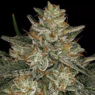 Dutch Kush (Paradise Seeds) feminizada