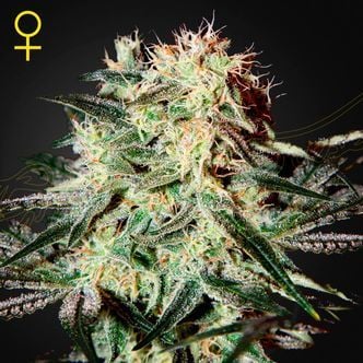 Arjan's Strawberry Haze (Greenhouse Seeds) feminizada