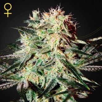 Arjan's Strawberry Haze (Greenhouse Seeds) feminizada