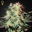 Arjan's Strawberry Haze (Greenhouse Seeds) feminizada