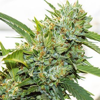 Vision Kosher (Vision Seeds) Feminizada