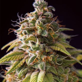 Caramel Monster (Vision Seeds) feminizada