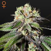 Caboose (Strain Hunters) feminizada