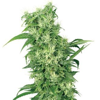 Female Mix (White Label) Feminizada