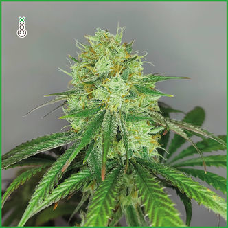 Sketch (Amsterdam Genetics) feminized