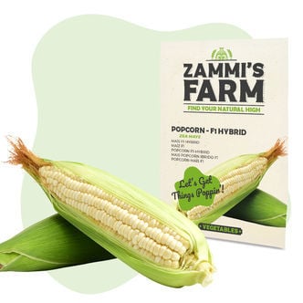 Semillas de maíz (Zea mays) - Híbrido F1