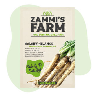 Semillas de salsifí 'blanco' (Tragopogon porrifolius)