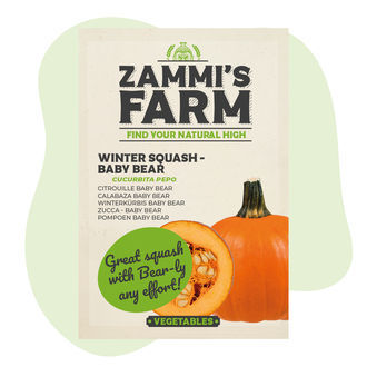 Semillas de calabaza de invierno Baby Bear (Cucurbita maxima)