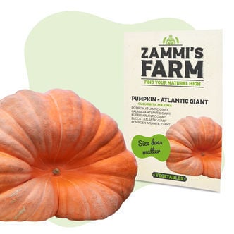 Semillas de calabaza Atlantic Giant (Cucurbita maxima)