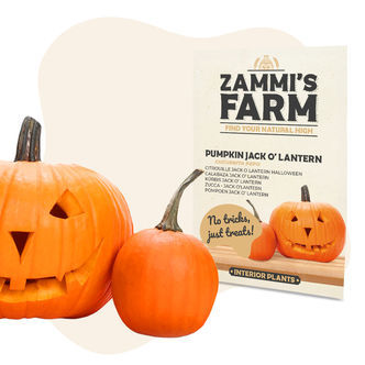 Semillas de calabaza Jack O' Lantern (Cucurbita pepo)