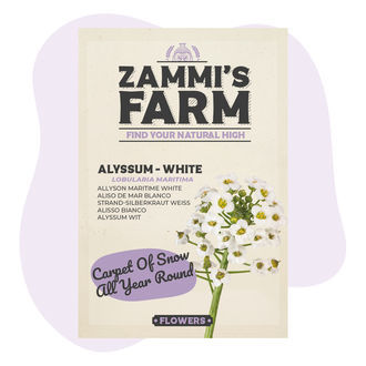 Semillas de aliso de mar (Lobularia maritima)