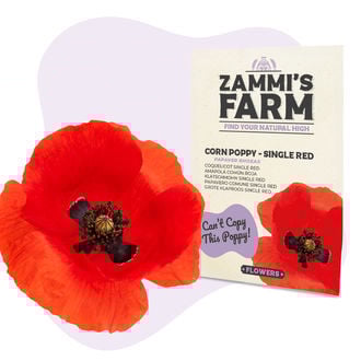 Semillas de Amapola Común Roja (Papaver rhoeas)