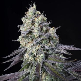 Purple Mintz (Paradise Seeds) Feminized