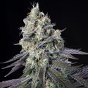 Purple Mints (Paradise Seeds) feminizada