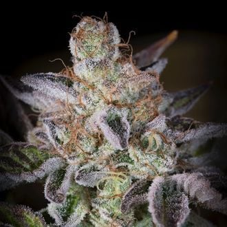 Sweetopia (Paradise Seeds) feminizada