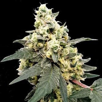 Lemonade Auto (Paradise Seeds) feminizada