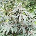 Lemonade Auto (Paradise Seeds) feminizada