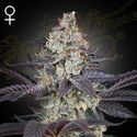 Ztrawberry (Greenhouse Seeds) feminizada