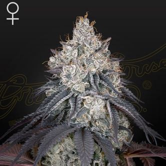 Lemon Orange (Greenhouse Seeds) feminizada