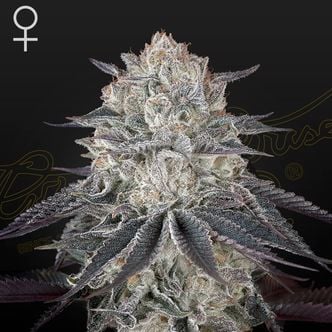 Fullgas! (Greenhouse Seeds) feminizada