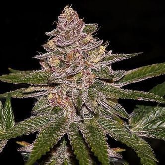 Radical Juice (Ripper Seeds) Feminizada