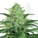 Sideral (Ripper Seeds) Feminizada