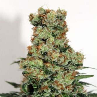 Ripper Badazz (Ripper Seeds) Feminizada