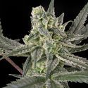 Old School (Ripper Seeds) Feminizada