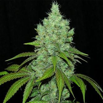 Blackvalley (Ripper Seeds) feminizada