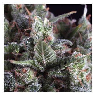 Auto Olympia (Pyramid Seeds) feminizada