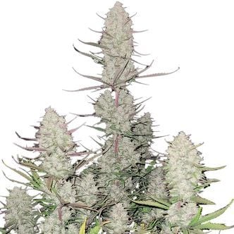 Tropicana Cookies Auto (FastBuds) feminizada
