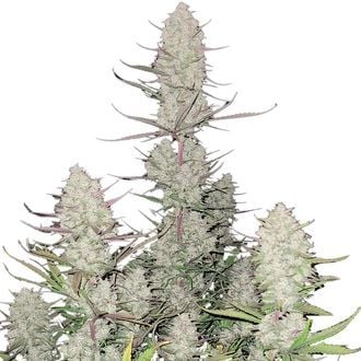 Tropicana Cookies Auto (FastBuds) feminizada