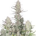 Tropicana Cookies Auto (FastBuds) feminizada