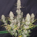 Tropicana Cookies Auto (FastBuds) feminizada