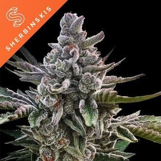 Açai Jelly (Sherbinskis x Silent Seeds) feminizada