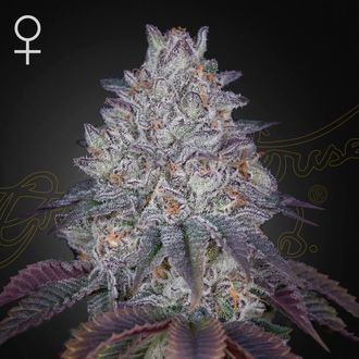 King's Tart (Greenhouse Seeds) feminizada