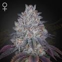 King's Tart (Greenhouse Seeds) feminizada