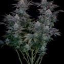 Gorilla Cookies FF (FastBuds) feminizada