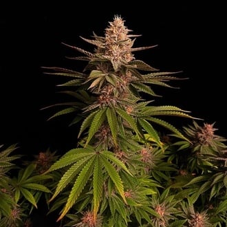 Purple Lemonade FF (FastBuds) feminizada