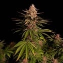 Purple Lemonade FF (FastBuds) feminizada