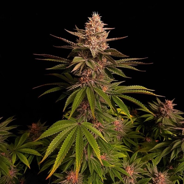Purple Lemonade FF (FastBuds) feminizada
