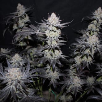 Tropicana Cookies FF (FastBuds) feminizada
