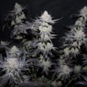 Tropicana Cookies FF (FastBuds) feminizada