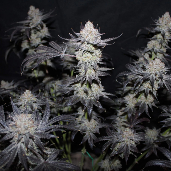 Tropicana Cookies FF (FastBuds) feminizada