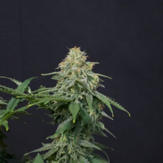 Wedding Cheesecake FF (FastBuds) feminizada
