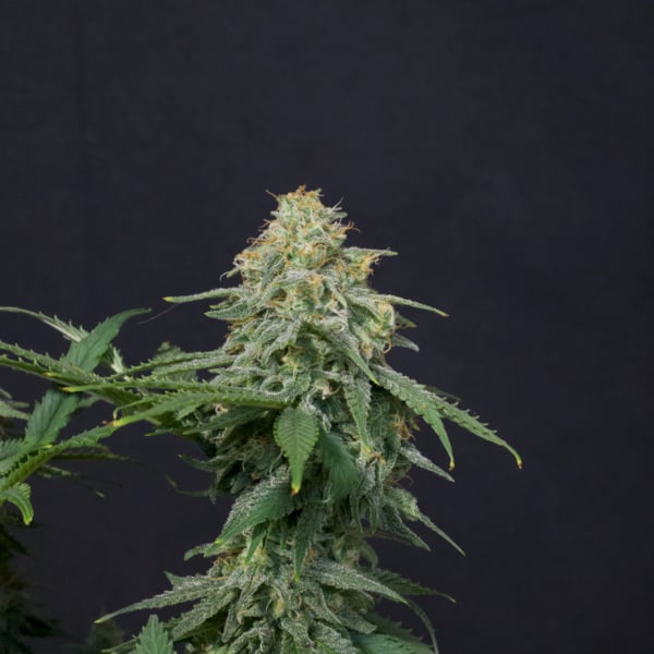 Wedding Cheesecake FF (FastBuds) feminizada