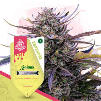 Jealousy (Zamnesia Seeds) feminizada