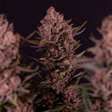 Biscotti (Zamnesia Seeds) feminizada