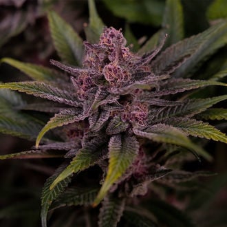 Biscotti (Zamnesia Seeds) feminizada