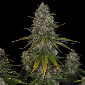 Strawberry Cough (Zamnesia Seeds) feminizada